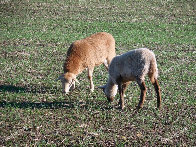 Sheep Pasture Graze Eat Livestock