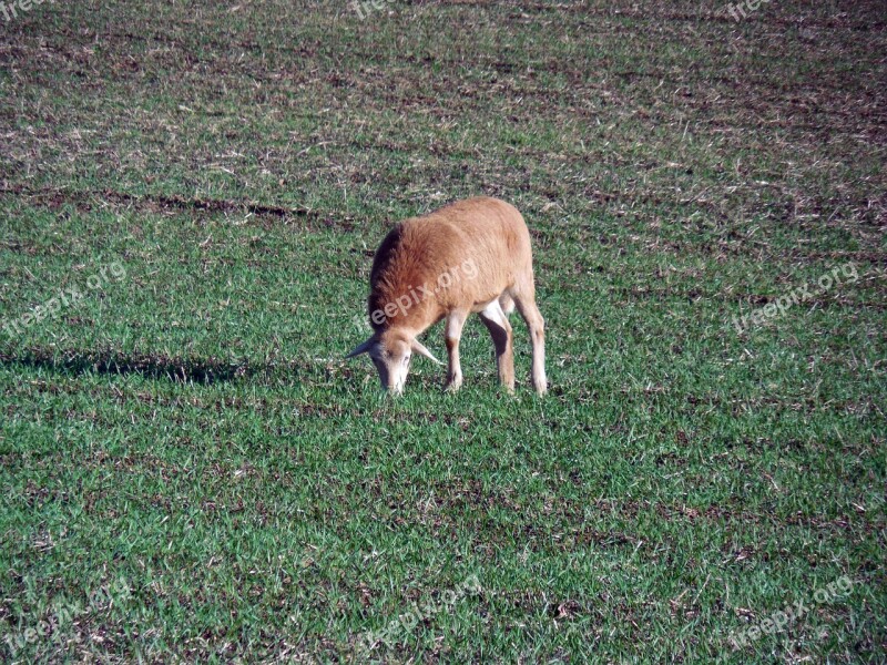 Sheep Pasture Graze Eat Livestock