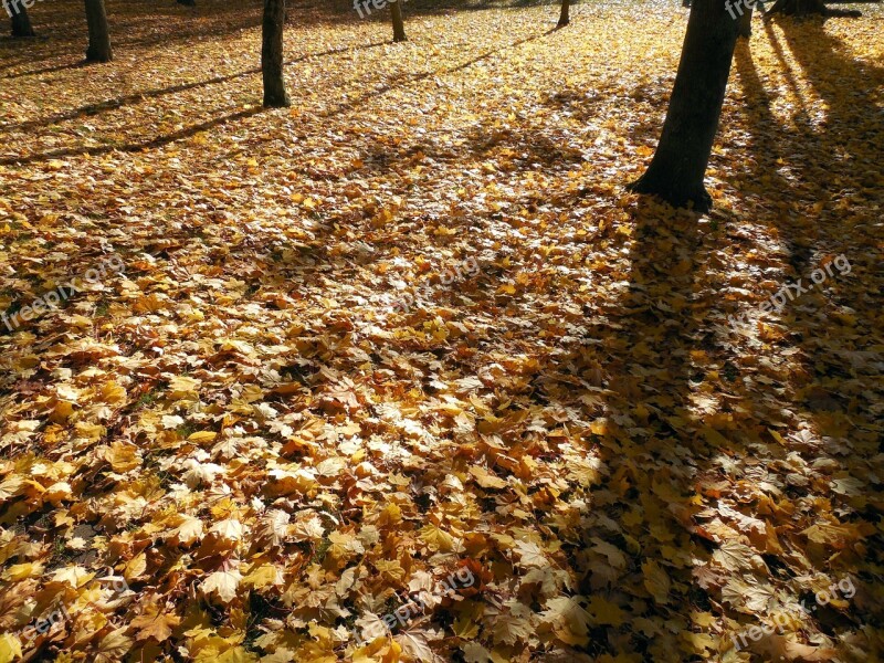 Autumn Leaves Golden Golden Autumn Fall Foliage