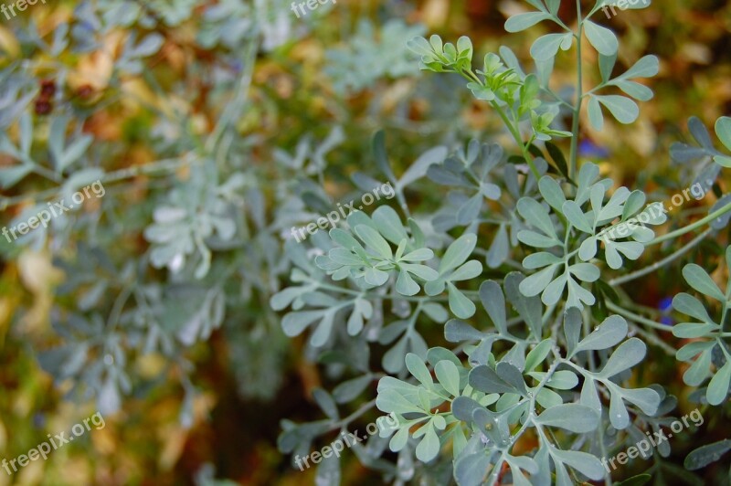 Common Rue Ruta Graveolens Herb Plant Herb-of-grace