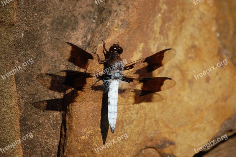 Dragonfly Rock Nature Insect Free Photos