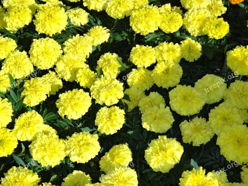 Yellow Marigold Flowers Free Photos