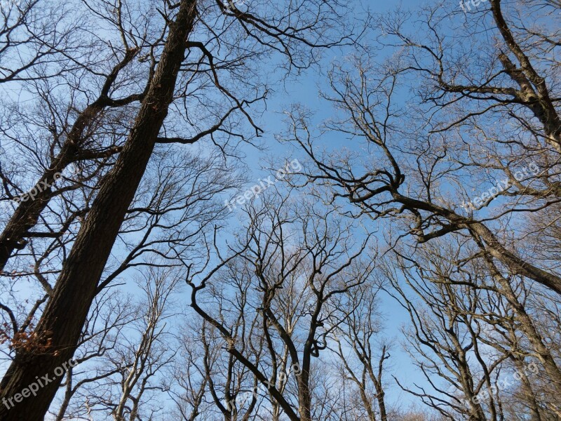 Tree Aesthetic Log Branch Branch Branches