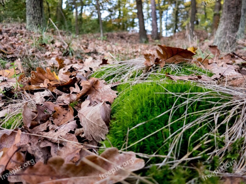 Forest Moss Leaves Nature Tree