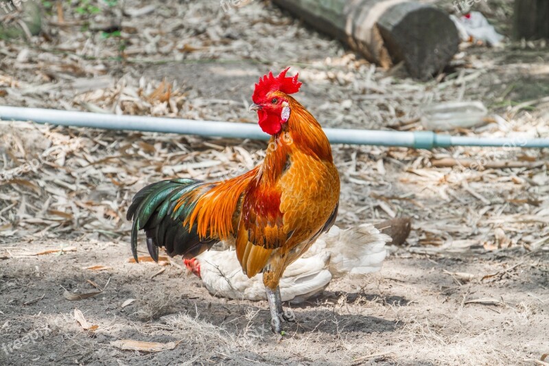 Chicken Jungle Fowl Domestic Fowl Flying Free Photos