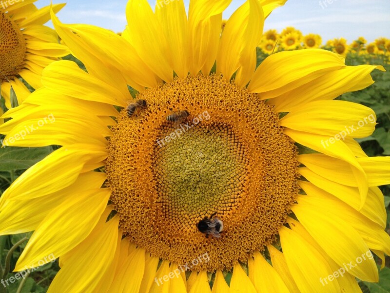 Sunflower The Bees Insect Nature Bee