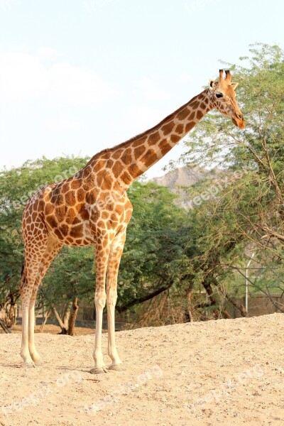 Giraffe Zoo Park Grass Grassland