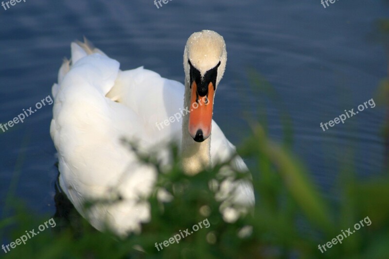 Swan Dewdrop Water Drop Of Water Dew