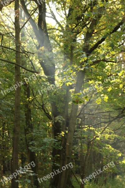 Sunbeam Forest Mood Autumn Nature