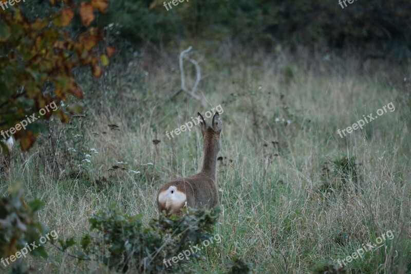 Roe Deer Meadow Morning Scheu Nature