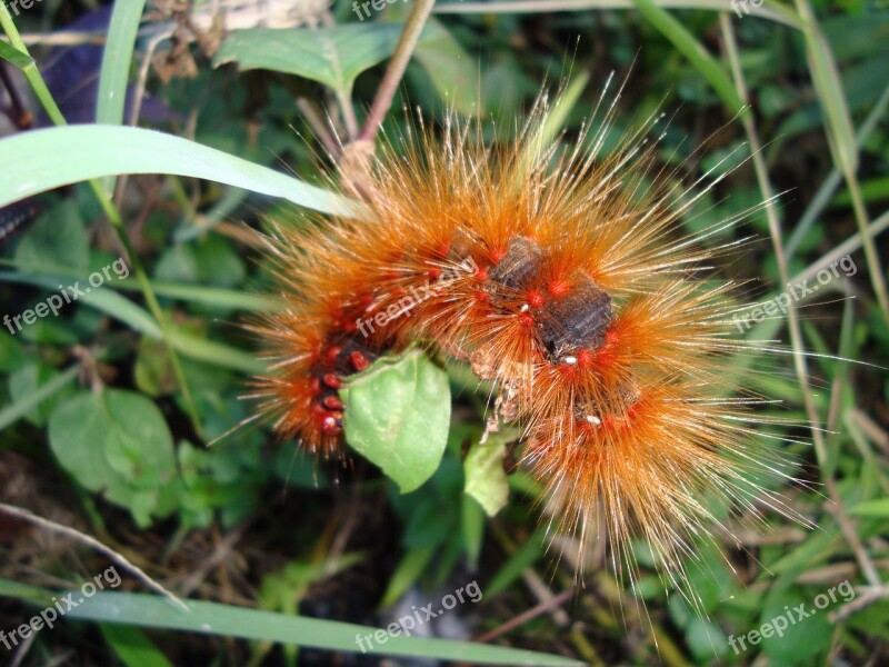 Caterpillar Larva Worm Insect Green