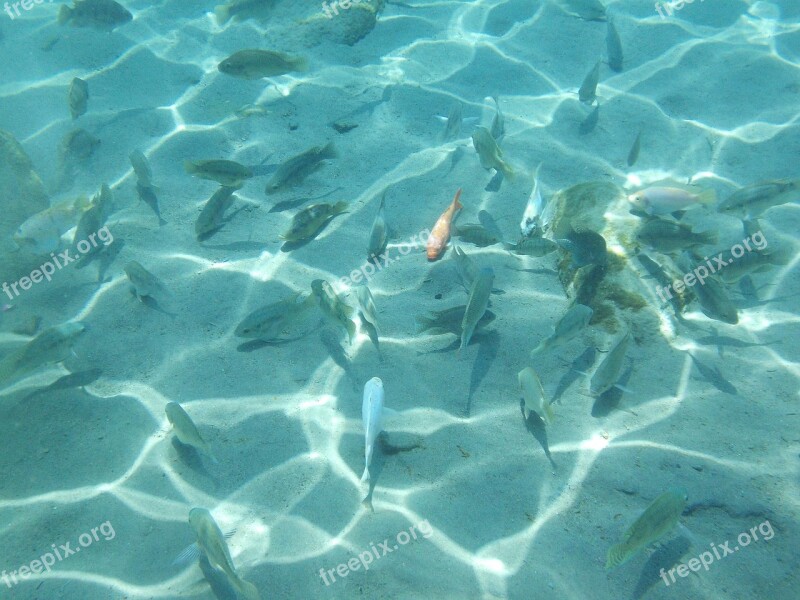 Underwater Fish Nature Water Tropical Fish