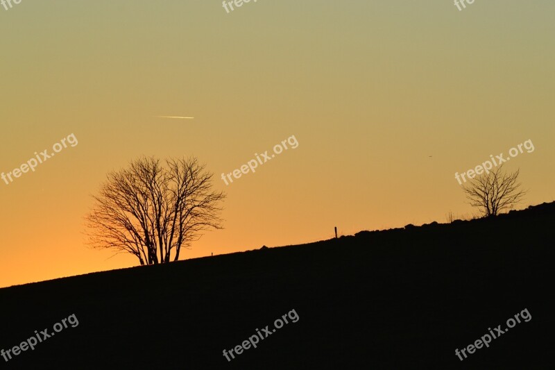 Black Forest Freiburg Schauinsland Backlighting Tree