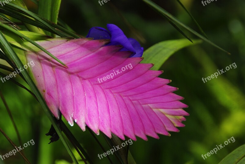 Amazonie Exotic Flower Tillandsia Ecuador Wild Flower