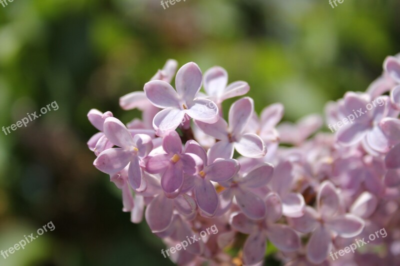 Jasmine Flowers Nature Plant Green