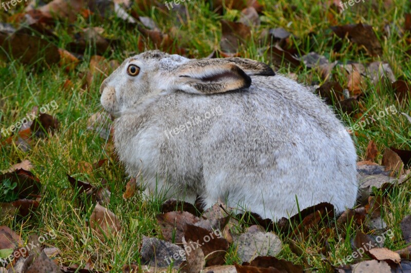 Rabbit Hare Bunny Animal Wildlife