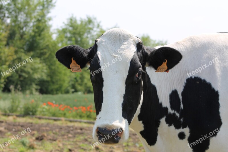 Black White Cow Black And White Animals