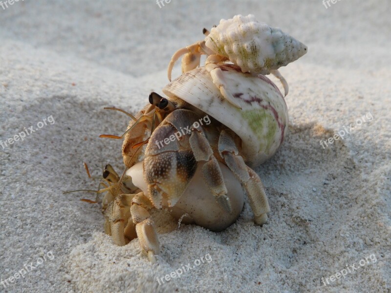 Cancer Sand Vacations Sea Tropical