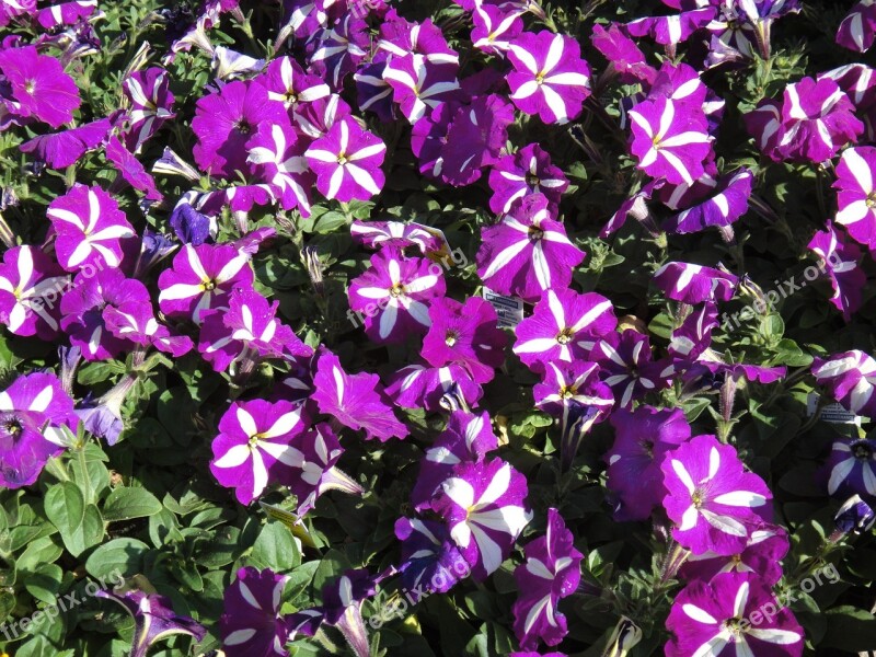 Purple Campanula Flower Plant Free Photos