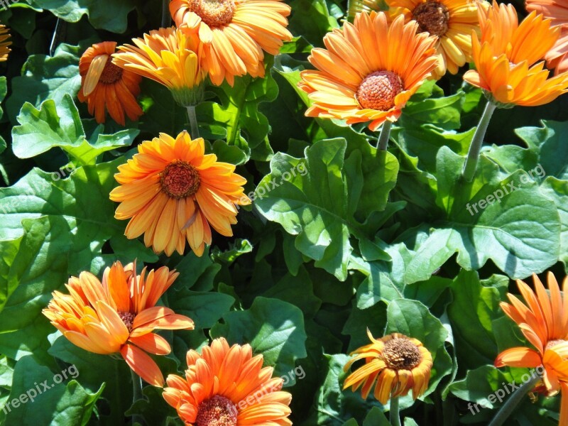 Orange Calendula Flower Free Photos