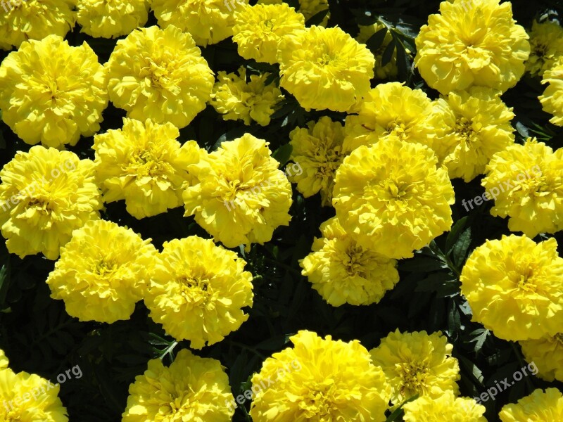 Marigold Large Flowers Free Photos