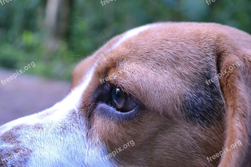 Dog Beagle Eye Free Photos