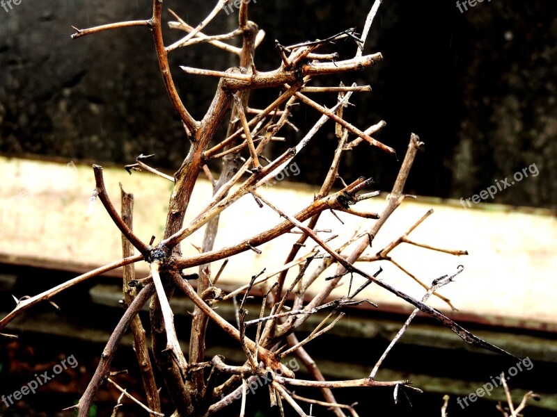 Dry Twigs Leaves Still Lifes Free Photos