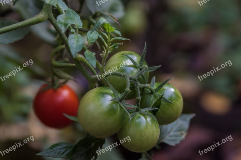 Tomatoes Garden Organic Vegetable Garden Fresh Vegetables