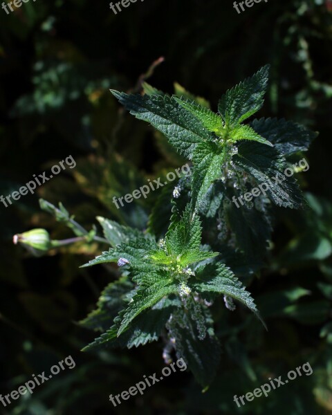 Nettles Estrugas Picamato Medicinal Plant Galicia