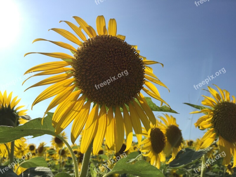 Sunflower Summer Plant Flower Garden Yellow