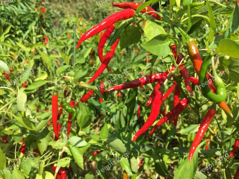 Autumn Chili Pepper Vegetables Pepper Claw Of Hawk