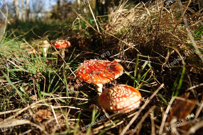 Autumn Mushrooms Forest Poisoning Free Photos