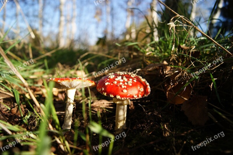 Autumn Mushrooms Forest Poisoning Free Photos