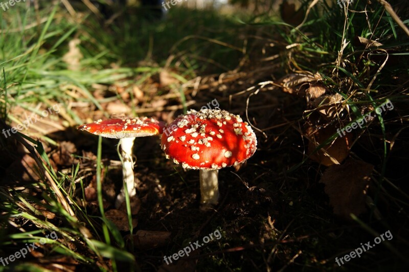 Autumn Mushrooms Amanita Forest Free Photos