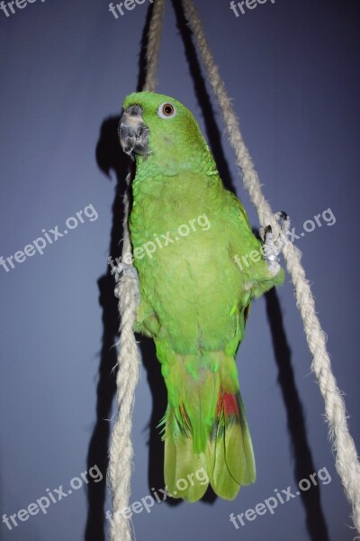 Yellow Neck Amazone Parrot Amazone Green Bird