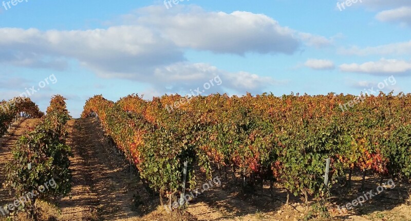 Vineyard Rioja La Rioja Lyng Free Photos