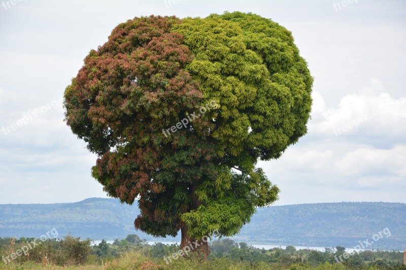 Africa Nature Travel Tanzania Tree