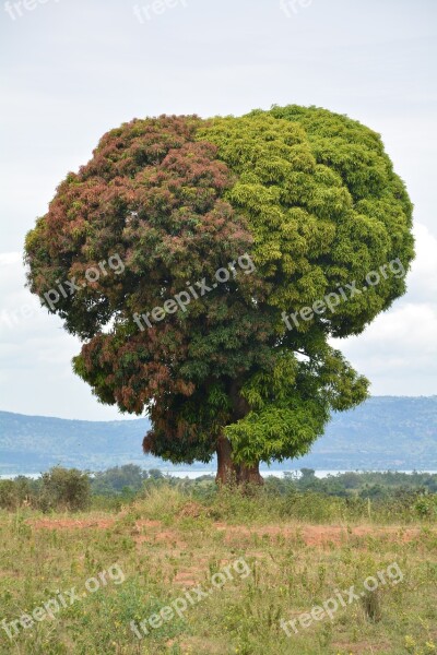 Africa Tanzania Tree Nature Landscape