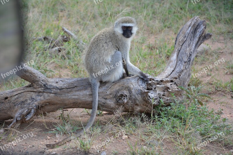 Monkey Africa Serengeti National Park Serengeti Park