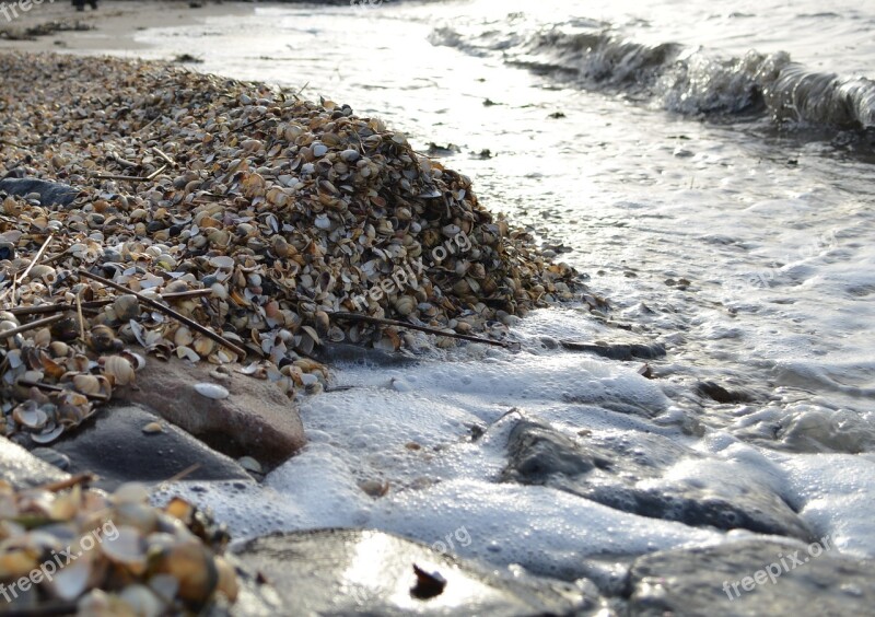 Mussels Sea Water North Sea Sand