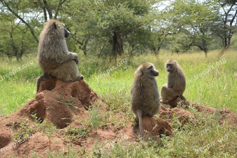 Ape Africa Serengeti National Park Serengeti Park