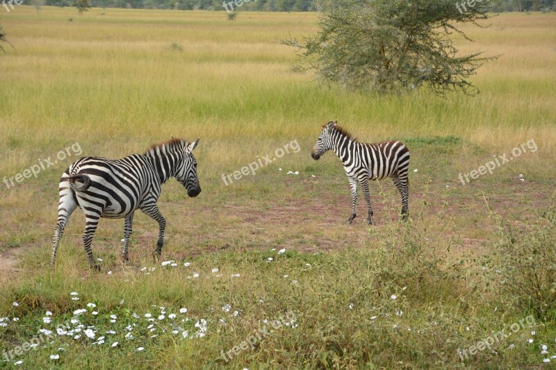 Zebra Africa Serengeti National Park Serengeti Park