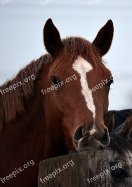 Horse Animal Portrait Portrait Animal Pferdeportrait