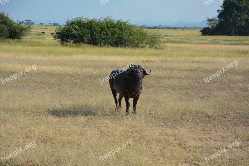 Water Buffalo Africa Serengeti National Park Serengeti Park