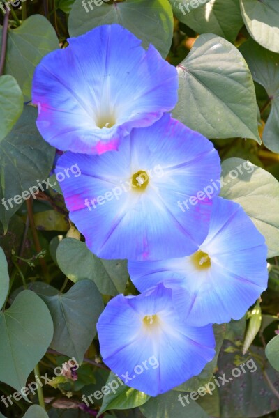 Vetches Blue Flowers Africa Botany