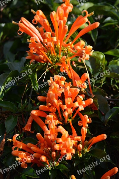 Africa Botany Flowers Flora Tanzania