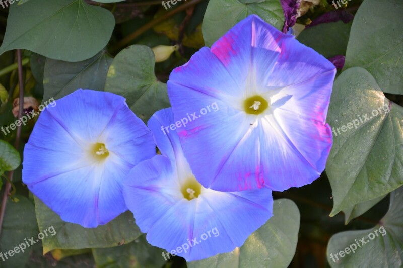 Africa Botany Flowers Uganda Jinja