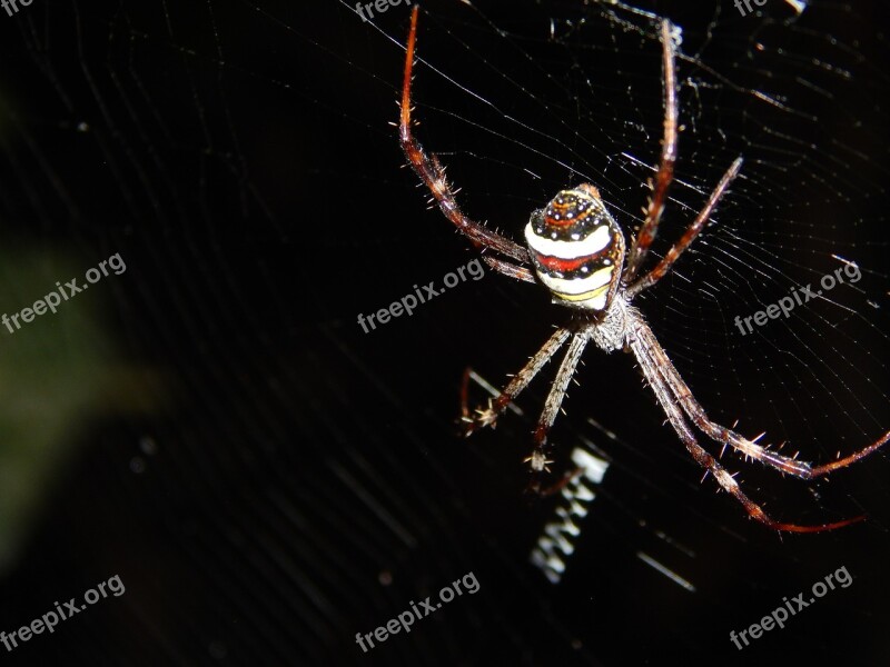 Spider Spider Web Insect Nature Spiderweb