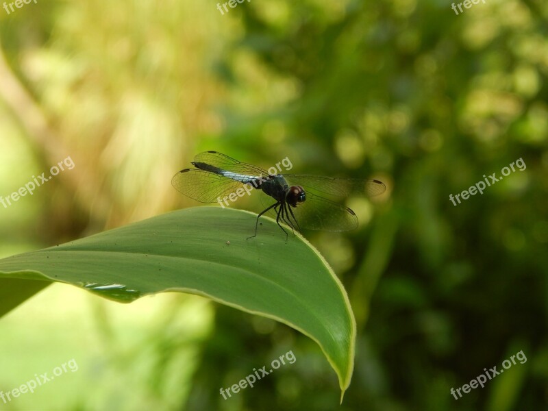 Dragonfly Nature Insect Fly Wildlife