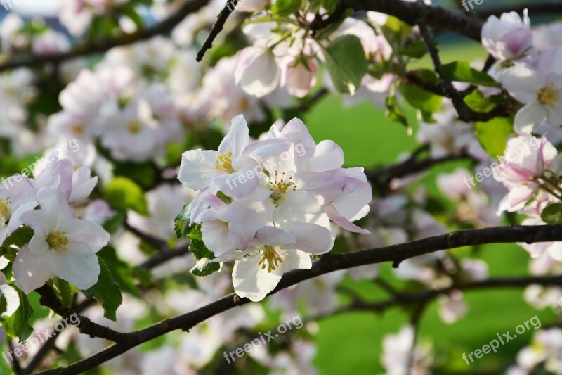 Flower White Blossom Bloom Plant